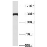 WB analysis of HEK-293 cells, using RAB3GAP1 antibody (1/500 dilution).