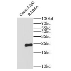 Ras-Related Protein Rab-6A (RAB6A) Antibody