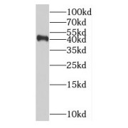 WB analysis of HeLa cells, using RABEPK antibody (1/1000 dilution).