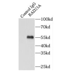 RAD23 Homolog A, Nucleotide Excision Repair Protein (RAD23A) Antibody