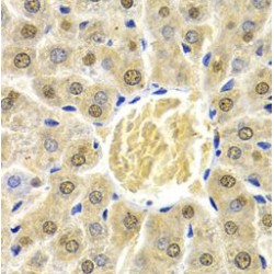 RAD9 Checkpoint Clamp Component A (RAD9A) Antibody