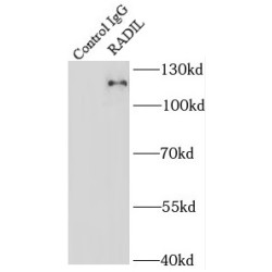 Rap Associating With DIL Domain (RADIL) Antibody