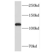 WB analysis of HEK-293 cells, using RADIL antibody (1/500 dilution).