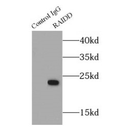 RAIDD Antibody