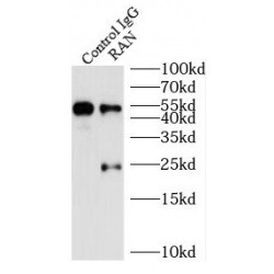 Guanosine Triphosphatase Ran (RAN) Antibody