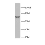 WB analysis of HEK-293 cells, using RANGAP1 antibody (1/1000 dilution).