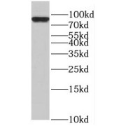 WB analysis of HeLa cells, using RAP1GAP antibody (1/2000 dilution).