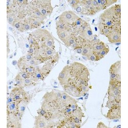 Receptor Associated Protein of The Synapse (RAPSN) Antibody