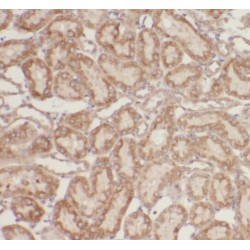 Raptor Antibody