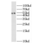 WB analysis of HeLa cells, using RARG antibody (1/400 dilution).