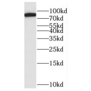 WB analysis of mouse testis tissue, using RASEF antibody (1/300 dilution).