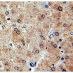 Ras Association Domain-Containing Protein 4 (RASSF4) Antibody