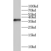 WB analysis of Transfected HEK-293 cells, using RASSF4 antibody (1/1000 dilution).