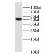 WB analysis of U-937 cells, using RASSF6 antibody (1/500 dilution).