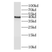 WB analysis of PC-12 cells, using RASSF7 antibody (1/500 dilution).