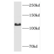 WB analysis of Raji cells, using RBBP8 antibody (1/600 dilution).