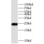 WB analysis of HeLa cells, using RBM8A,Y14 antibody (1/500 dilution).