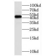 WB analysis of HeLa cells, using RBMS1 antibody (1/1000 dilution).