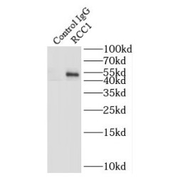 Regulator Of Chromosome Condensation (RCC1) Antibody