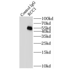 Regulator Of Chromosome Condensation (RCC1) Antibody