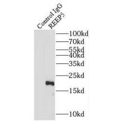 Receptor Accessory Protein 5 (REEP5) Antibody