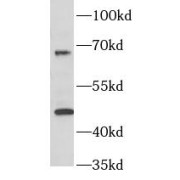 WB analysis of HeLa cells, using RELT antibody (1/1000 dilution).