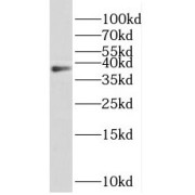 WB analysis of rat kidney tissue, using REN antibody (1/1000 dilution).