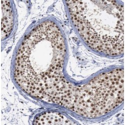 REX4 Homolog, 3'-5' Exonuclease (REXO4) Antibody