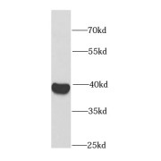 WB analysis of HeLa cells, using RFC4 antibody (1/1000 dilution).