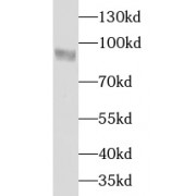 WB analysis of HeLa cells, using RHAMM antibody (1/1000 dilution).