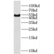 WB analysis of HEK-293 cells, using RHCG antibody (1/300 dilution).