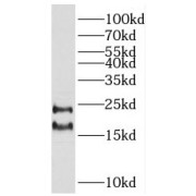 WB analysis of COLO 320 cells, using RHOF antibody (1/500 dilution).