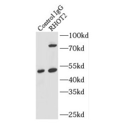 Ras Homolog Family Member T2 (RHOT2) Antibody