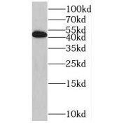 WB analysis of HEK-293 cells, using RILP antibody (1/300 dilution).