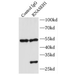 Ribonuclease H1 (RNASEH1) Antibody