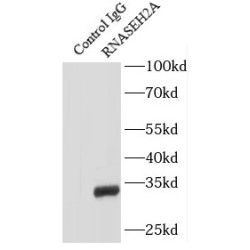 Ribonuclease H2 Subunit A (RNASEH2A) Antibody