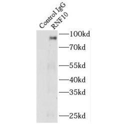 Ring Finger Protein 10 (RNF10) Antibody