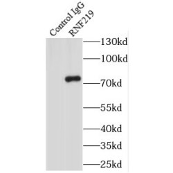 Ring Finger Protein 219 (RNF219) Antibody