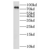 WB analysis of HEK-293T cells, using RNF219 antibody (1/300 dilution).