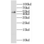 WB analysis of HepG2 cells, using RNF26 antibody (1/300 dilution).