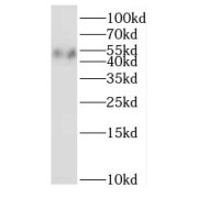 WB analysis of L02 cells, using RNH1 antibody (1/2000 dilution).