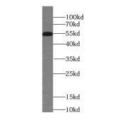 abx237374