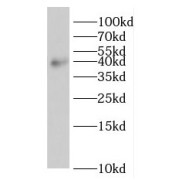 WB analysis of mouse eye tissue, using ROM1 antibody (1/400 dilution).