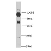 WB analysis of HeLa cells, using RPH3A antibody (1/1000 dilution).