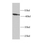 WB analysis of HeLa cells, using RPH3AL antibody (1/1000 dilution).