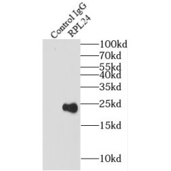 Ribosomal Protein L24 (RPL24) Antibody