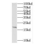 WB analysis of A549 cells, using RPL27A antibody (1/300 dilution).