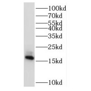 WB analysis of HeLa cells, using RPL32 antibody (1/600 dilution).