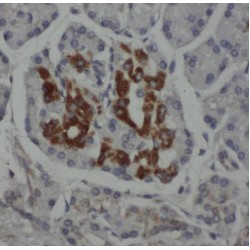 Ribosomal Protein L38 (RPL38) Antibody