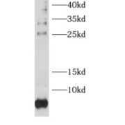 WB analysis of HeLa cells, using RPL38 antibody (1/500 dilution).